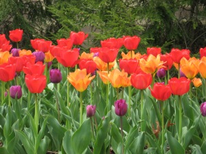 FC Tulips